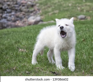 Young wolf pup practices his howling technique.  Shallow depth of field