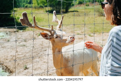 Young Woman Admires, Touches Cute Albino Fallow Deer At Zoo Farm Outdoors. Animal With Horns Looking At People Through Fence.