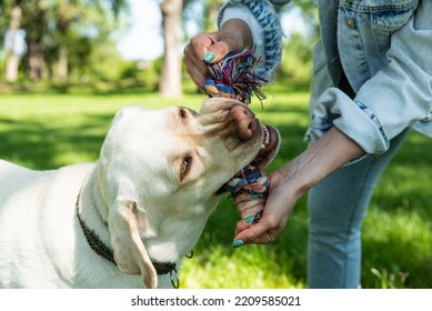 Young Woman Adopt Young Dog Labrador Retriever From Animal Rescue Center And Gave Him Love And Friendship. Female Animal Lover Spending Time With Her Puppy In The Park.