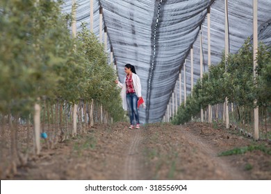 Young woman agronomist in white coat standing beside apple tree in modern orchard with anti hail net