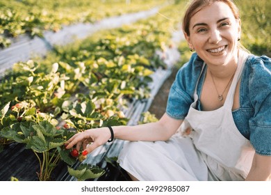 A young woman in an apron is picking strawberries. An attractive farmer takes care of the berries in the greenhouse. Harvesting. The girl works on a plantation. A woman grows plants on a farm - Powered by Shutterstock