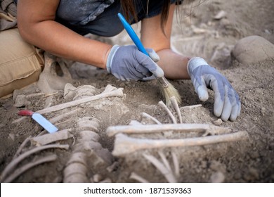 Young woman archaeologist working on human remains excavation
