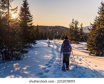 Young woman with a backpack and hiking poles snowshoe walking in a pine forest during golden hour sunset
