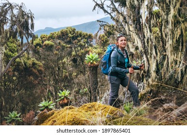Young woman with backpack and trekking poles having a hiking walk on the Umbwe route in the forest to Kilimanjaro mountain. Active climbing people and traveling concept. 