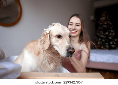 young woman in the bathroom washes dog and applies shampoo for wool, girl bathes golden retriever and rubs it with foam - Powered by Shutterstock