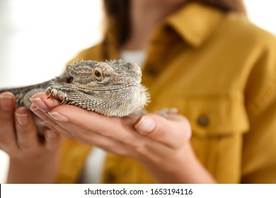 Young Woman With Bearded Lizard At Home, Closeup. Exotic Pet