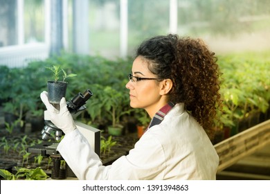 Young woman biologist holding flower pot with sprout and checking it growth beside microscope in green house. Plant protection concept - Powered by Shutterstock