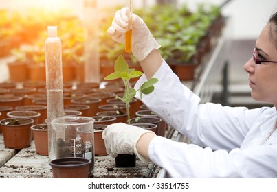 Young woman biologist in white coat pouring liquid from test tube into flower pot with sprout in greenhouse