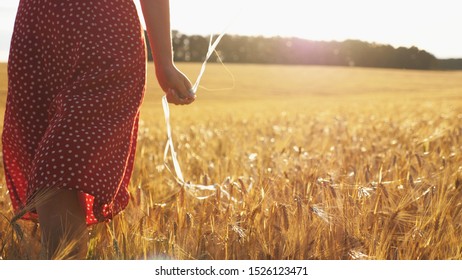 Young Woman With Brown Hair Walking Through Golden Wheat Field With Balloons In Hand. Beautiful Girl In Red Dress Going Among Barley Plantation With Sunlight At Background. Freedom Concept. Slow Mo