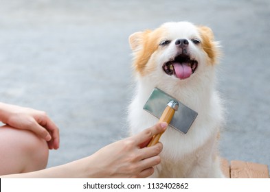 Young Woman Brushing Her Dog