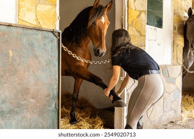 Young woman carefully stretching a brown horse's leg inside a stable. The horse is secured by a chain, and the scene features a rustic stable setting with straw bedding. - Powered by Shutterstock