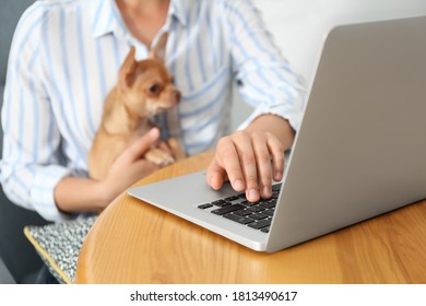 Young woman with chihuahua working on laptop at table, closeup. Home office concept - Shutterstock ID 1813490617