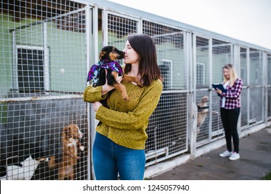 Young Woman Choosing Which Dog To Adopt From A Shelter.