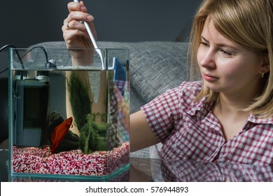 Young Woman Cleaning Aquarium With Beta Fish At Home.