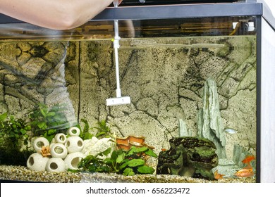 Young Woman Cleaning Aquarium Using Scraper At Home.