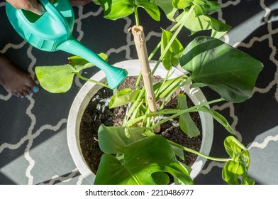 Young woman cleaning leaves of swiss cheese plant, using a water spray and tissue watering monstera plant - Shutterstock ID 2210486977
