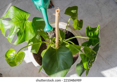 Young woman cleaning leaves of swiss cheese plant, using a water spray and tissue watering monstera plant - Shutterstock ID 2210486989