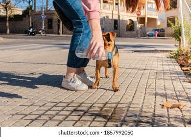 Young woman cleans her dog's pee in the street. she takes care of the damages of her pet. Dilutes with water bottle and dog watches.