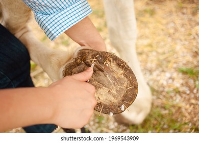 A young woman cleans the hooves of a white horse. grooming pet care animals, love, friendship. hoof. A cleaning hook. - Powered by Shutterstock