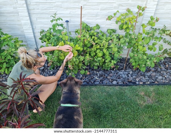 young woman collecting\
crop or growth of green plants in garden. girl posing with her dog\
in nature. free time activity and hobby. tasty vegetables or\
fruits. raspberries.