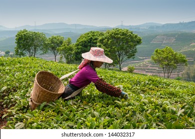 Young woman collecting tea in vicinities of city Sishuanbanna.