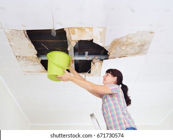 Young Woman Collecting Water In Bucket From Ceiling. Ceiling Panels Damaged Huge Hole In Roof From Rainwater Leakage.Water Damaged Ceiling .