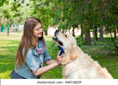 Young woman combing fur golden retriever dog on a green lawn - Powered by Shutterstock