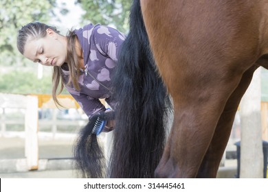 young woman is combing the tail of a purebred brown horse at the byre - focus on the face - Powered by Shutterstock