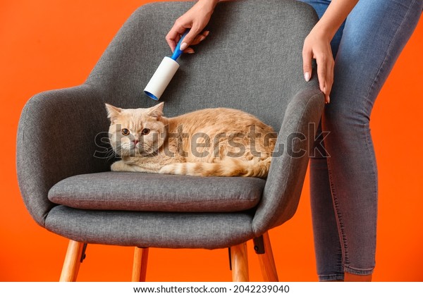 Young woman with cute cat cleaning armchair\
with lint roller on color\
background