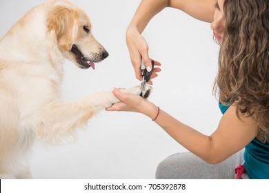 Young woman cutting dog nail with specialty tool on white background. Trimming claws. Manicure and pedicure grooming, dog golden retriever - Powered by Shutterstock