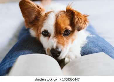 young woman and dog at home resting on bed. Love, togetherness and pets indoors. woman reading a book.