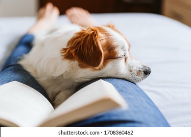 young woman and dog at home resting on bed. Love, togetherness and pets indoors. woman reading a book. - Powered by Shutterstock