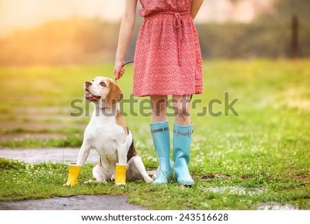 Image, Stock Photo Cute wet puppy dog with foam on head in shower