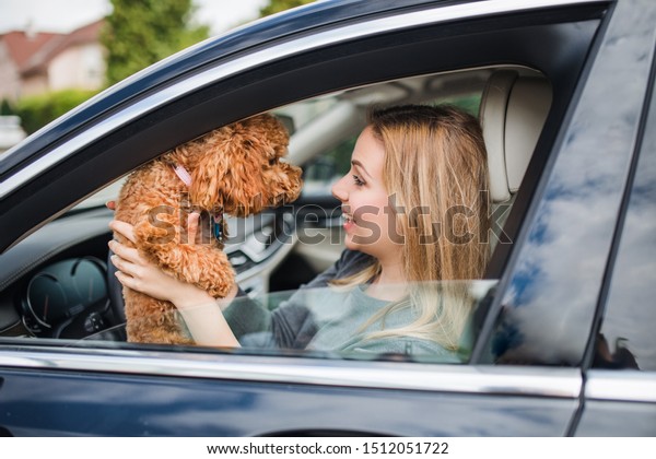 Young woman
driver with a dog sitting in
car.