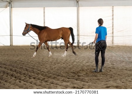 Young woman exercising her horse on a lead rein in a covered arena putting it through its paces as it trots round Stock photo © 