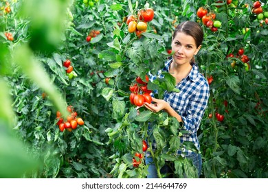 Young woman farmer hand harvesting crop of ripe red tomatoes in large greenhouse in springtime - Powered by Shutterstock