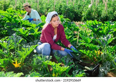 Young Woman Farmer Harvesting Crop Of Ripe Zucchini On Farm Field On Sunny Summer Day..