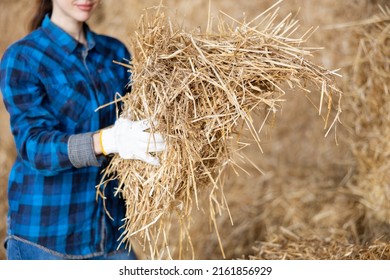 Young Woman Farmer Holding Bunch Of Hay While Standing Inside Barn.