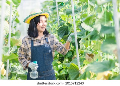 Young Woman Farmer Spraying Water With Foggy Squirt In The Garden Greenhouse Planting, Melon Gardening Farm, Fruit Gardening Concept