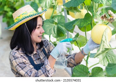 Young Woman Farmer Spraying Water With Foggy Squirt In The Garden Greenhouse Planting, Melon Gardening Farm, Fruit Gardening Concept