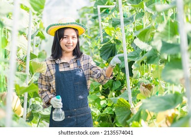 Young Woman Farmer Spraying Water With Foggy Squirt In The Garden Greenhouse Planting, Melon Gardening Farm, Fruit Gardening Concept