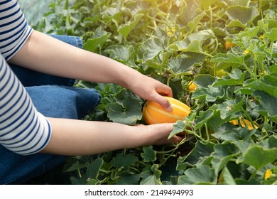 Young woman farmer's hands harvesting fruit in oriental melon greenhouse - Shutterstock ID 2149494993