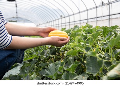 Young woman farmer's hands harvesting fruit in oriental melon greenhouse - Shutterstock ID 2149494995