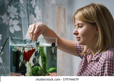 Young Woman Feeding Beta Fish In Aquarium At Home.