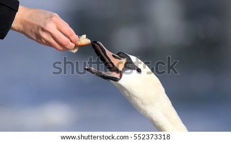 A young woman feeding swan.Bird feeding in winter at river Danube, in Belgrade, Zemun, Serbia. 