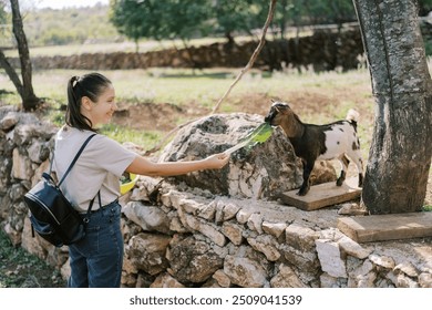 Young woman feeds green cabbage leaves to a baby goat standing on a stone fence - Powered by Shutterstock