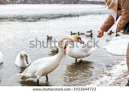 Young woman feeds the swans on the lake.