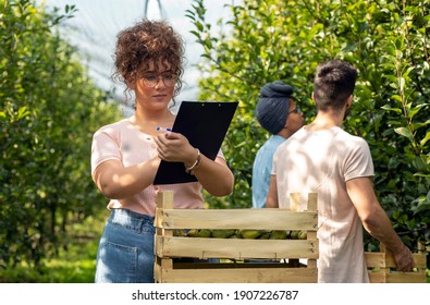 Young Woman Filling In Questionnaire About Fruit Orchard While Others Are Picking Pears	