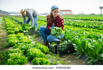 75,364 Lettuce Cultivation Images, Stock Photos & Vectors | Shutterstock