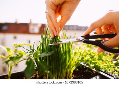 Young Woman Gardening And Cutting Fresh Chives With Scissors